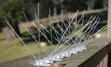 Bird Spikes